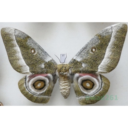 Gonimbrasia zambesina (Walker, 1865) female ex.pupa Kenya 121mm57